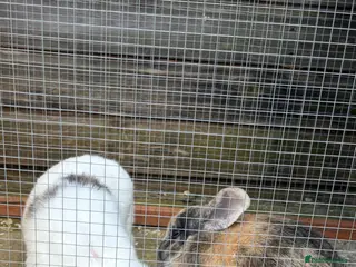 English rabbits Hazel and Bunny - Advert 2