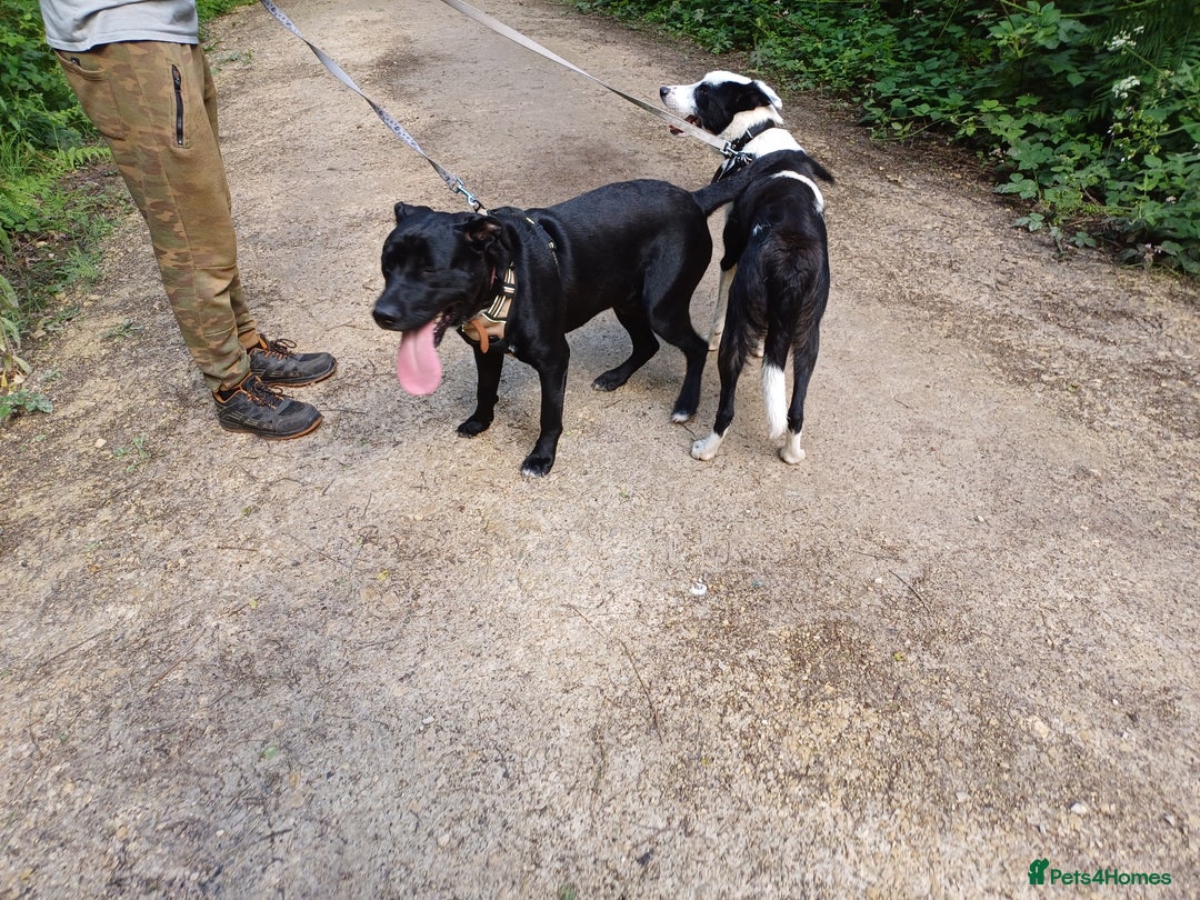 Mixed Breed dogs for adoption: SHEAMUS - a handsome boy for an experienced Owner - Image 11