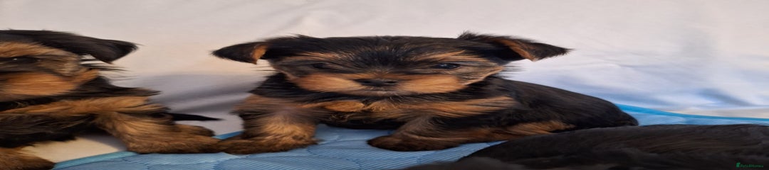 Yorkshire Terrier Puppy 5