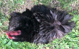 Chickens poultry for sale: Pair of pure pekin bantams - Image 2