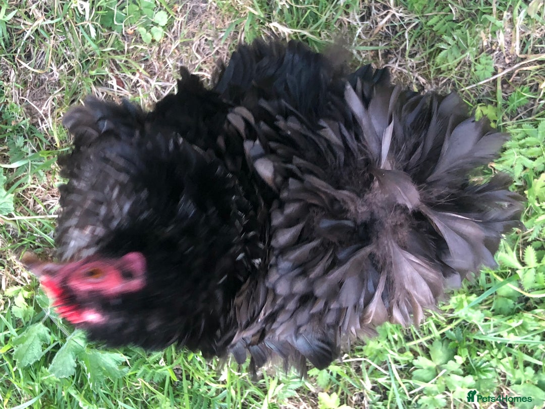 Chickens poultry for sale: Pair of pure pekin bantams - Image 2