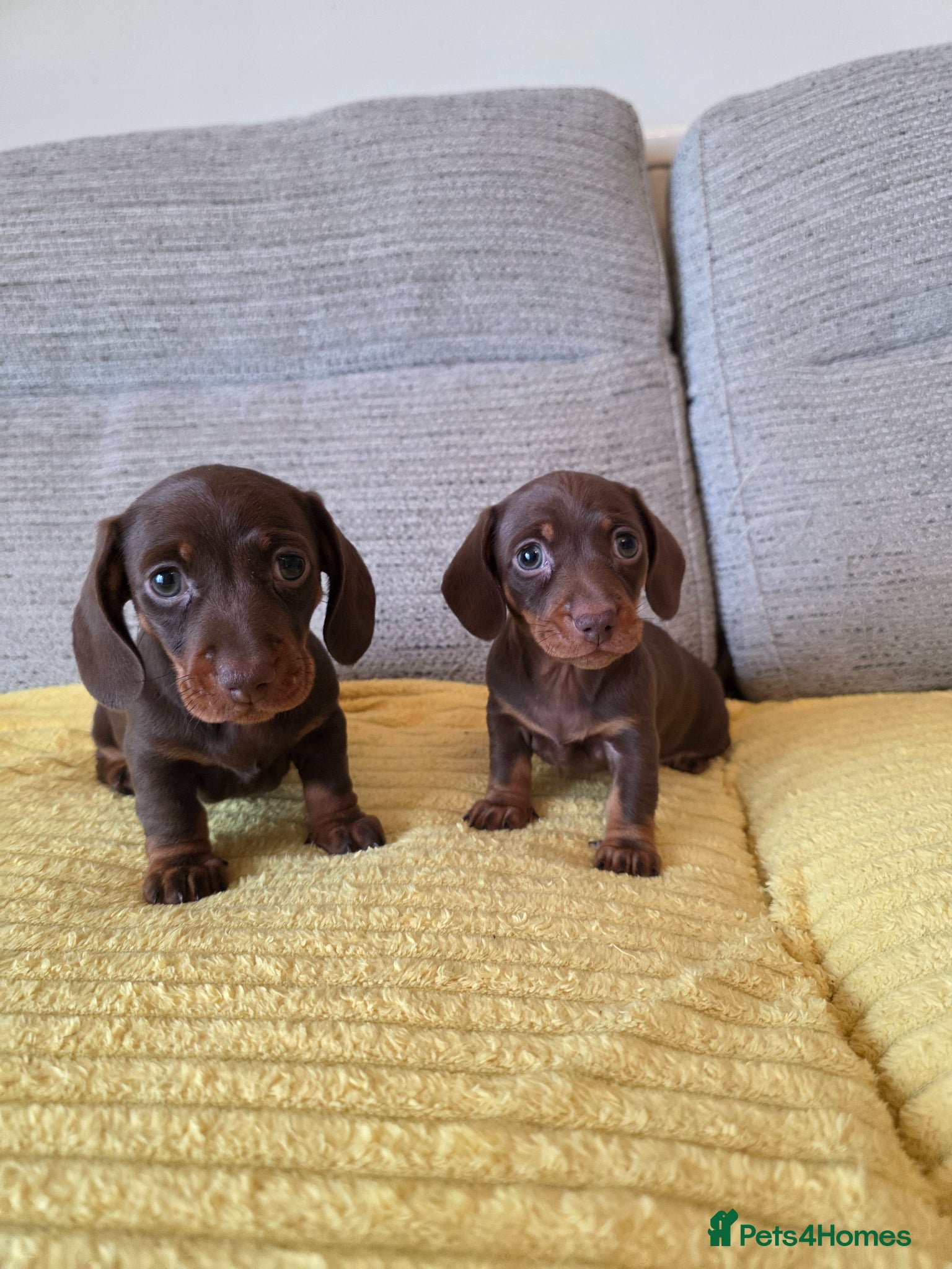 Miniature Dachshund dogs Mini brown and tan dachshund ready 2nd may - Advert 1