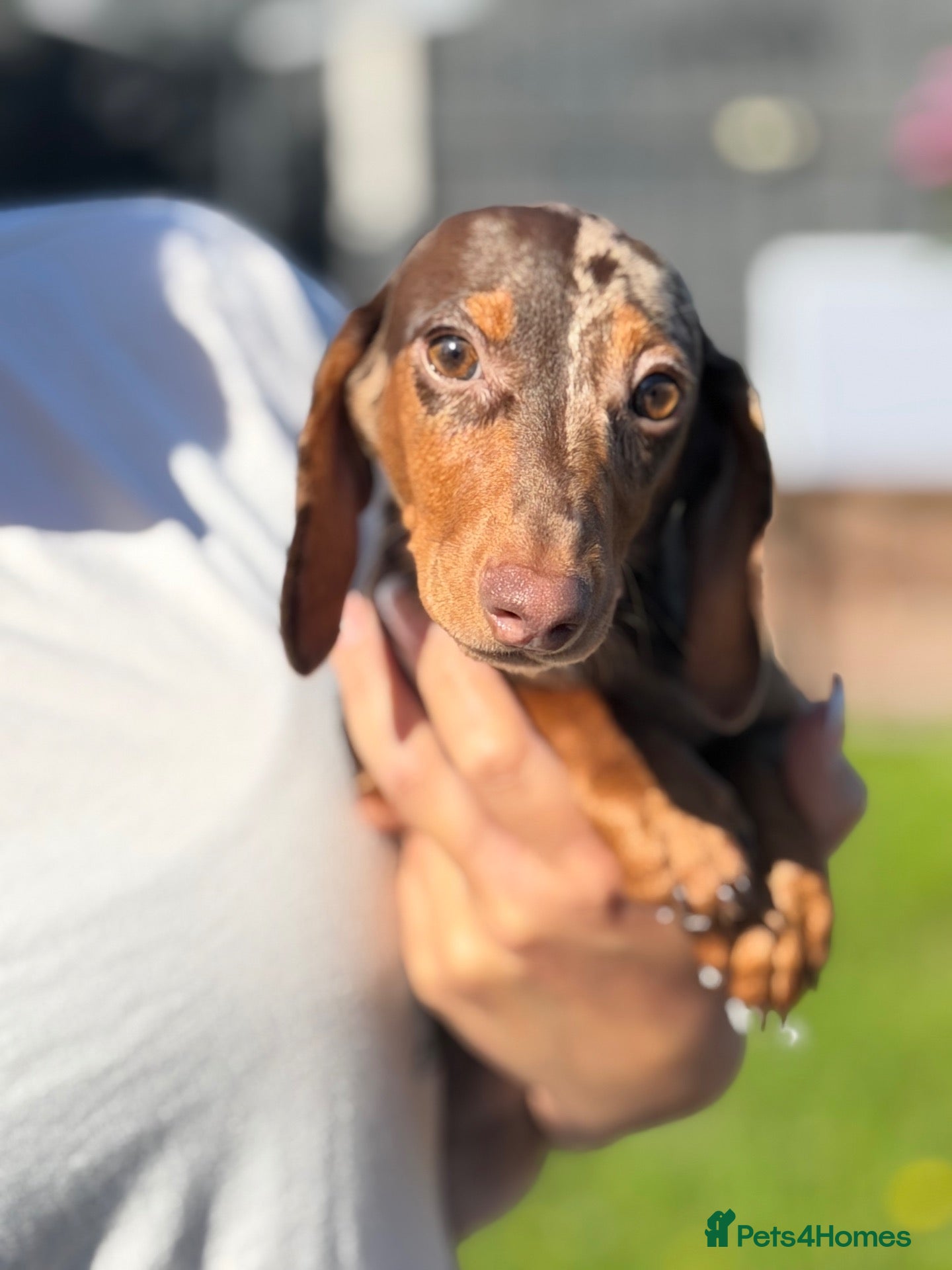 Miniature Dachshund dogs Miniature dachshund puppies  - Advert 1