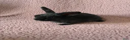 Mini Lop rabbits for sale: Mini lop rabbits.  - Advert 9