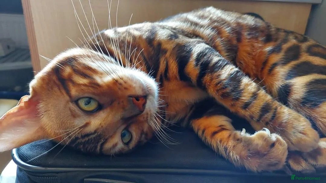 Bengal cats for stud: Impressive Stud Bengal TICA WCF reg in Harlow - Advert 19