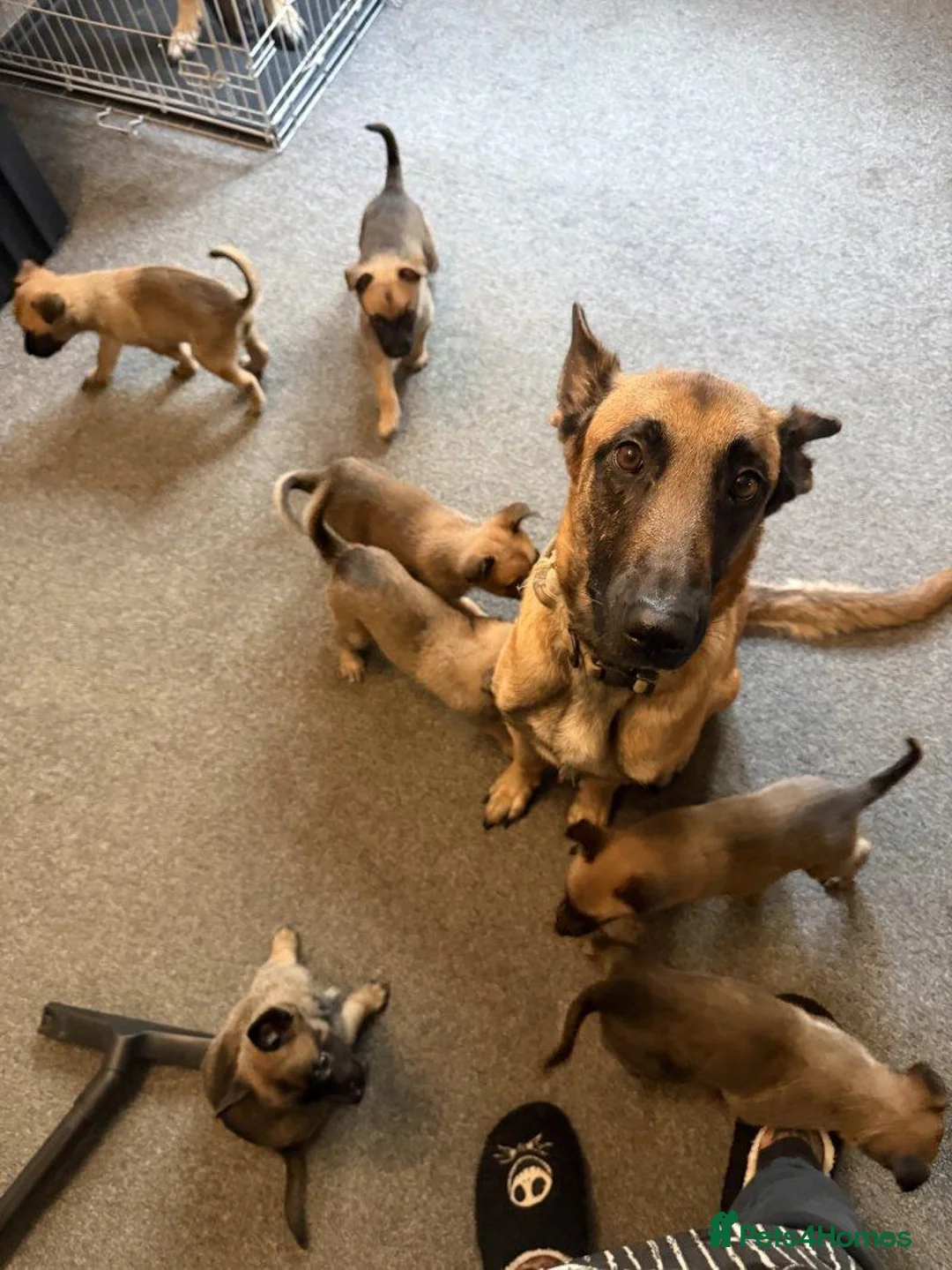 Belgian Shepherd Dog dogs for sale: Alert Eyes, Brave Spirits & Unshakable Loyalty in Glasgow - Advert 1