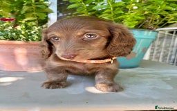 Miniature Dachshund dogs for stud: Dapple Piebald Stud 💫 carrying  cream   in Epsom - Image 37