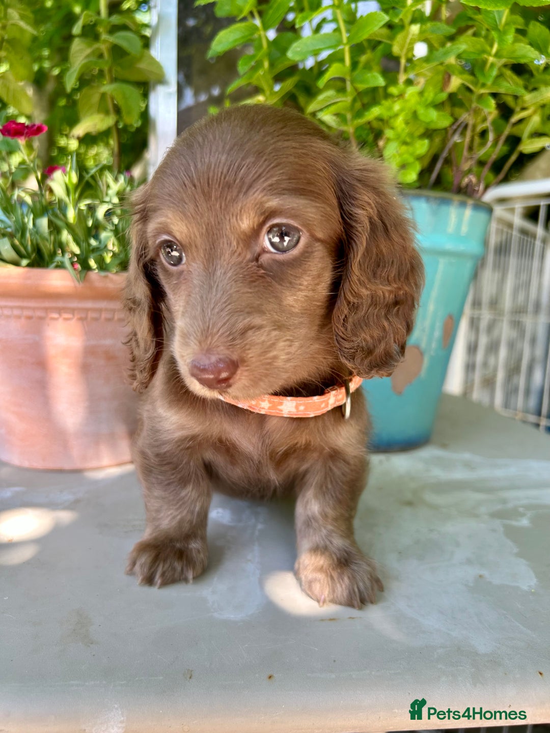 Miniature Dachshund dogs for stud: Dapple Piebald Stud 💫 carrying  cream   in Epsom - Image 37