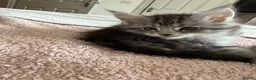 Maine Coon cats for sale: Last Beautiful Maine Coon Kitten Ready Now 🐾 - Advert 34