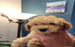 Maltipoo dogs for sale: F1b Maltipoo.   Ready to leave now  - Image 31