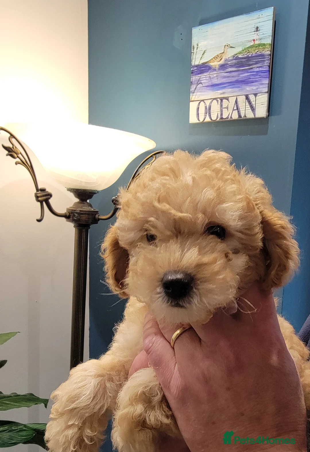 Maltipoo dogs for sale: F1b Maltipoo.   Ready to leave now  - Advert 31