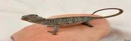 Chameleon reptiles for sale: Blue Ambanja Panther Chameleons  - Advert 10