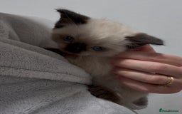 Mixed Breed cats for sale: Stunning Persian x Siamese kittens - Image 3