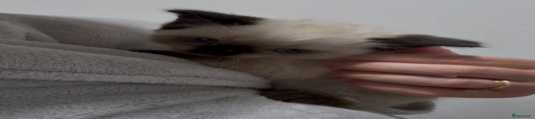 Kitten 1