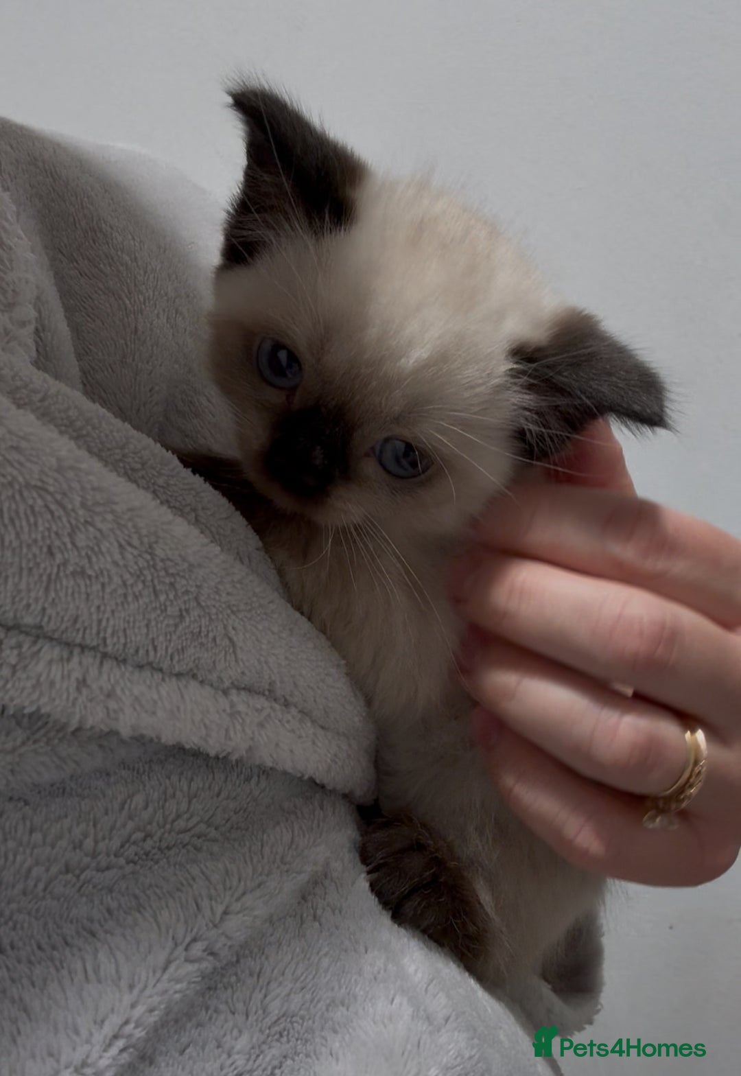 Mixed Breed cats for sale: Stunning Persian x Siamese kittens - Image 3
