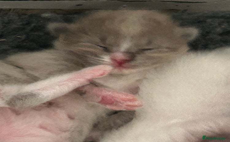 Ragdoll cats - Advert 2