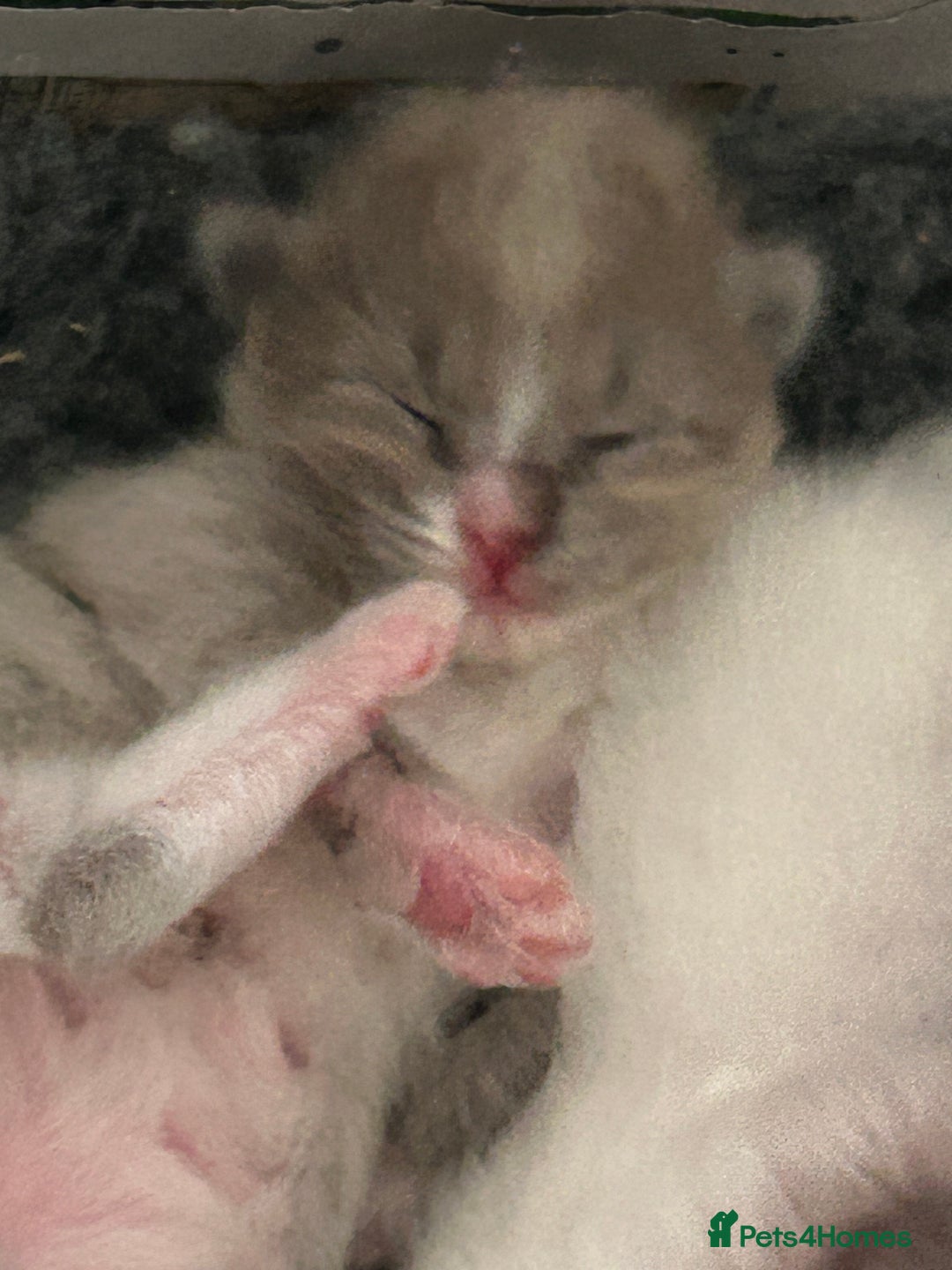 Ragdoll cats for sale: 🌟RAGDOLL KITTENS 🌟 - Image 1