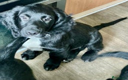 Mixed Breed dogs for sale: Spangold retrievers in Stourport-on-Severn - Image 4