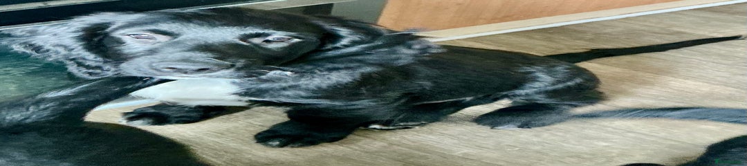 Mixed Breed Male Puppy 2