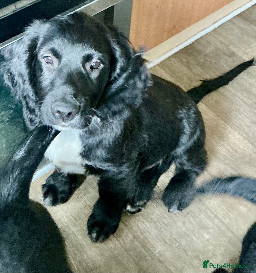 Mixed Breed dogs for sale: Spangold retrievers in Stourport-on-Severn - Image 4
