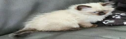 Ragdoll cats for sale: 2 beautiful seal point Ragdoll Kittens  - Advert 8