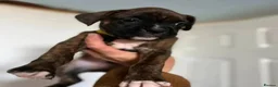 Boxer dogs for sale: Exceptional Boxer in Southampton - Advert 5