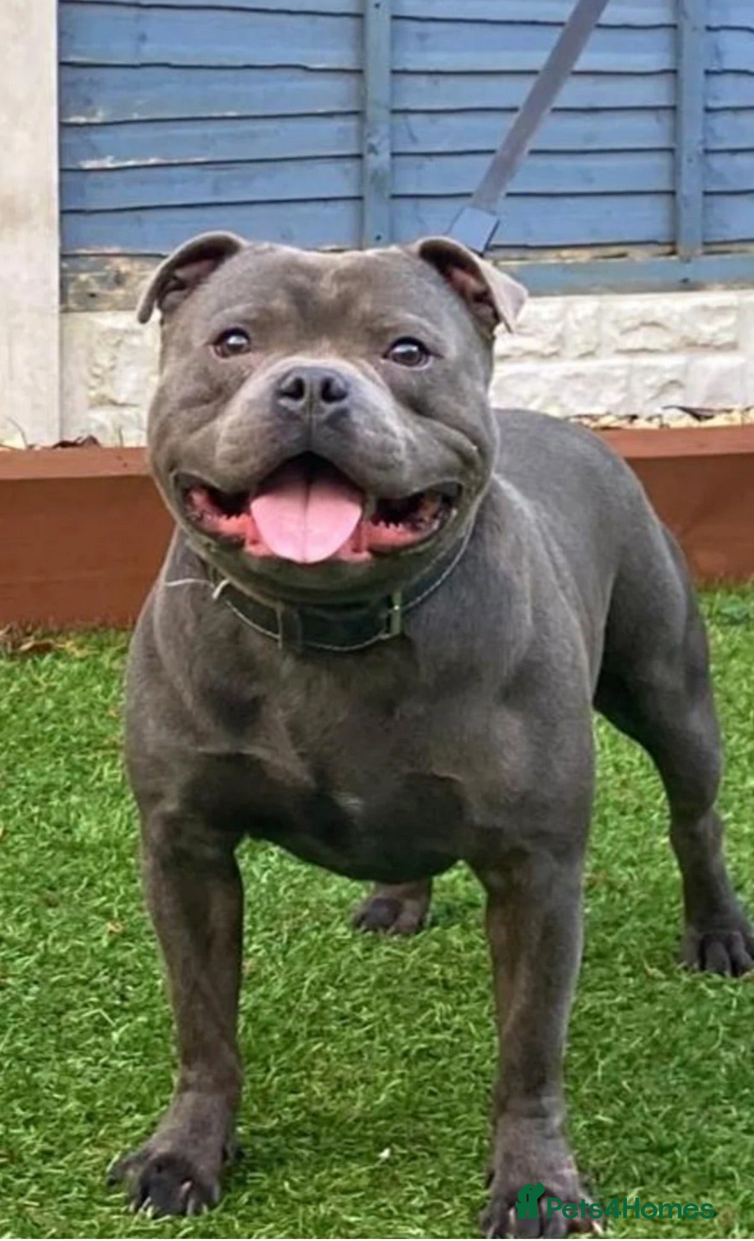 Staffordshire Bull Terrier dogs Blue Staffordshire Bull Terrier - Advert 8