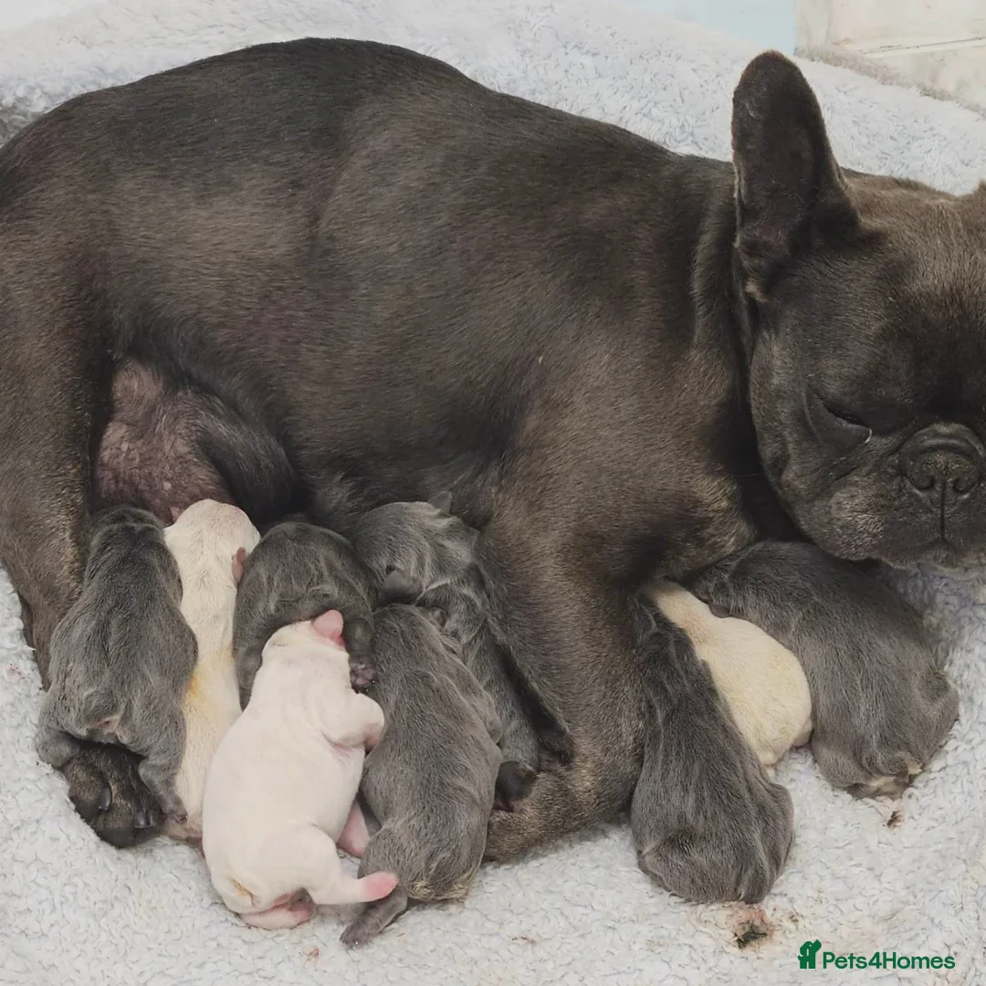 French Bulldog dogs for stud: Tiny 8kg Isabella and tan quad  - Advert 33