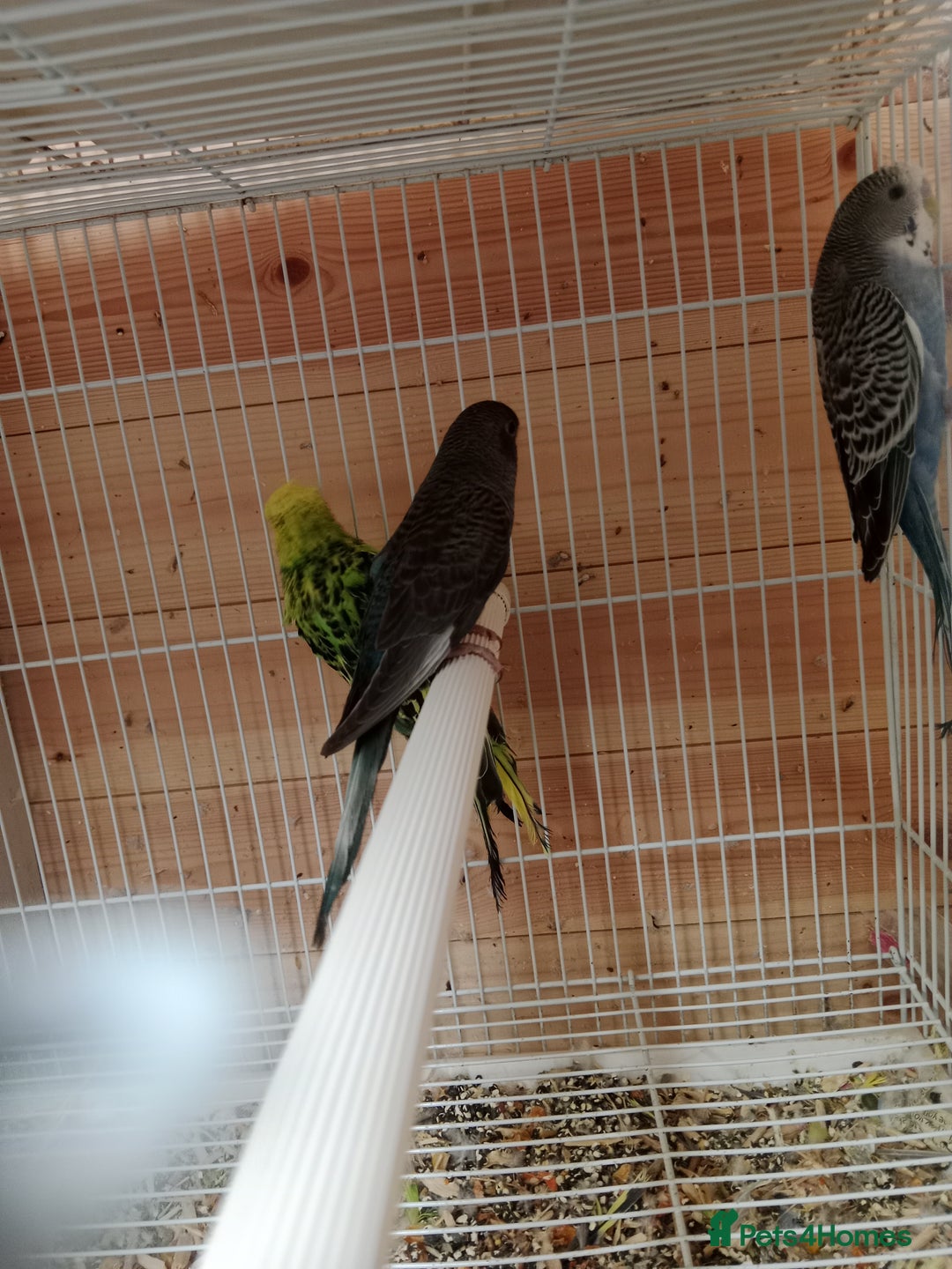 Budgerigars birds for sale: Rare black face  b/wing melanistic spgle for sale  - Image 7