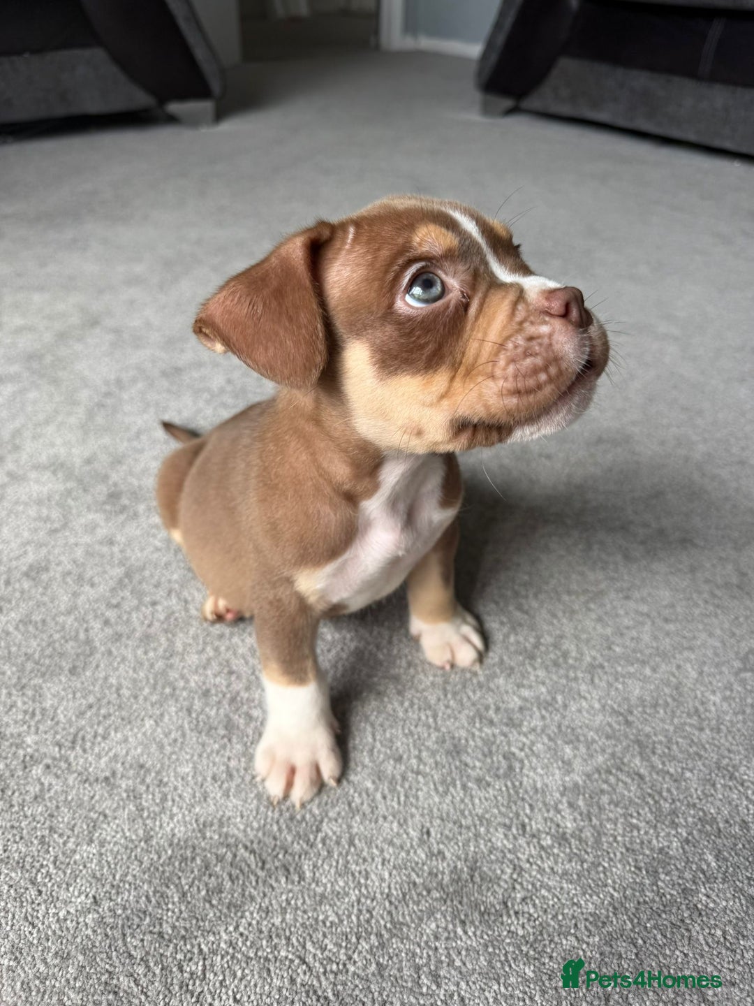 American Bully dogs for sale: MICRO/EXOTIC PUPS - Image 3