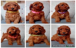 Cockapoo dogs for sale: Dark red F1b Cockapoos - Image 1