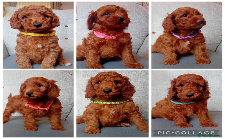 Cockapoo dogs - Advert 4