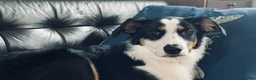 Mixed Breed dogs for sale: Border Collie x Aussie girl, 6 months, clever in Leigh-on-Sea - Advert 3
