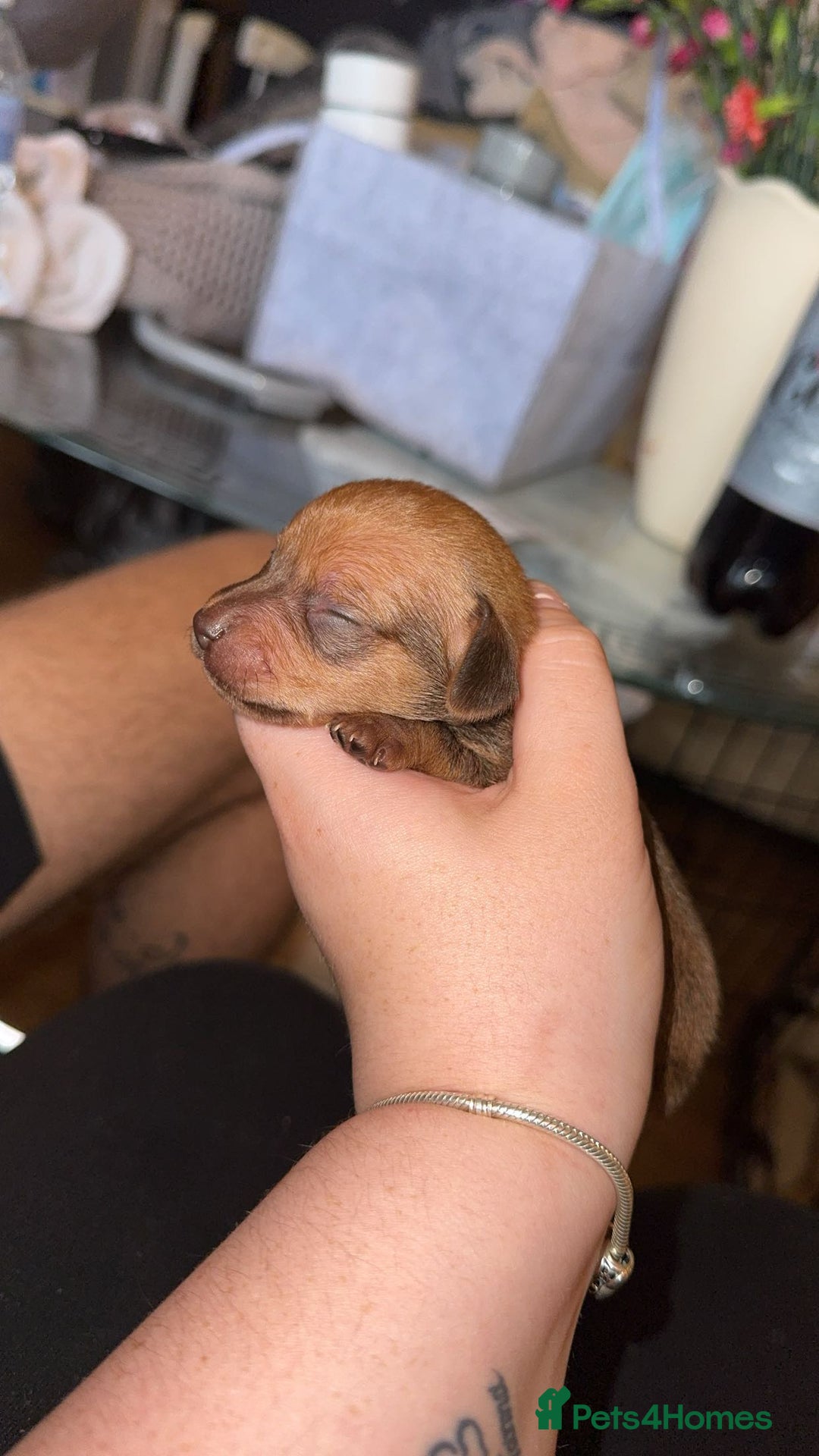 Chiweenie dogs for sale: Chiweeine in Newcastle - Image 7