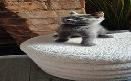 Scottish Fold cats for sale: Adorable Scottish Fold and Straight Kittens  - Image 12