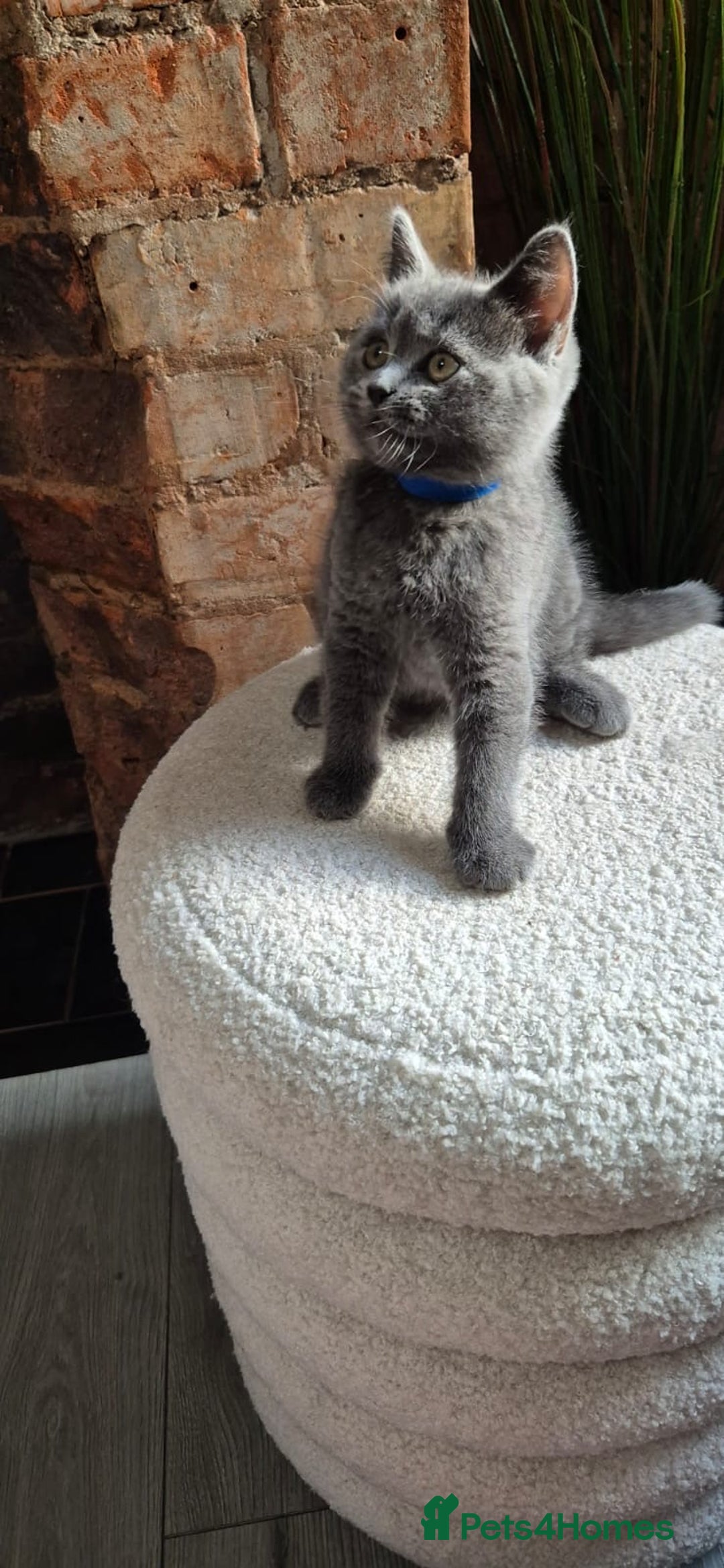 Scottish Fold cats for sale: Adorable Scottish Fold and Straight Kittens  - Image 12