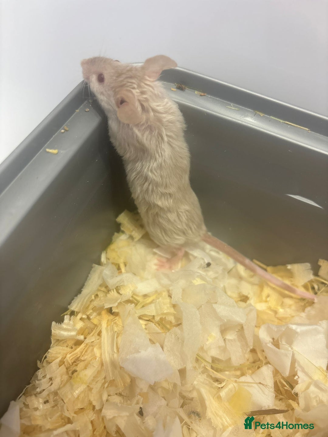 Mouse rodents for sale: MALE Mice - Advert 7