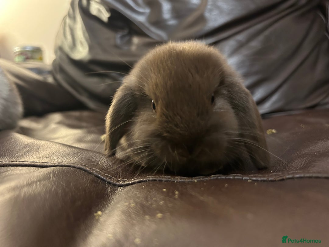 Mini Lop rabbits for sale: Lovely baby minilops for sale  - Image 21