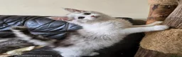 Maine Coon cats for sale: Stunning registered Maine Coon kittens - Advert 5