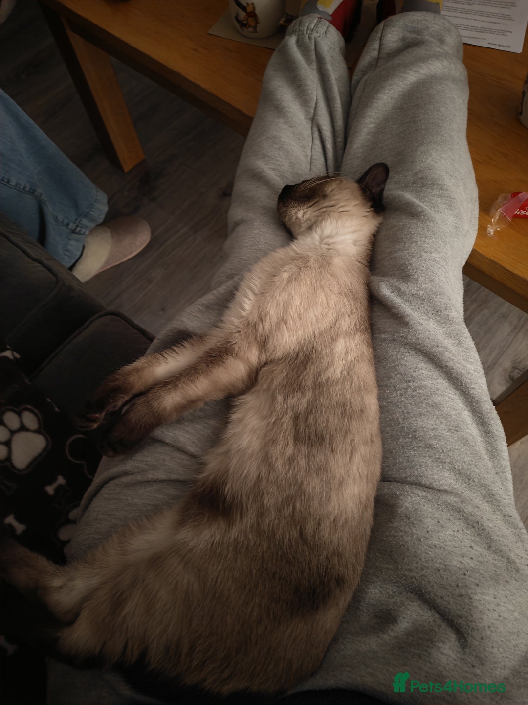 Mixed Breed cats for sale: Siamese kitten 6 months old - Advert 4