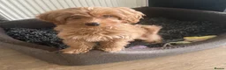Cockapoo dogs for sale: Toy Poodle Cross Puppies, Mum & Dad Seen, London - Advert 11