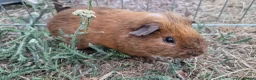 Guinea Pig rodents for sale: £20 for 2 California x male guinea pigs  - Advert 14