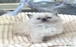 Ragdoll cats for sale: Blue Point Ragdoll Kittens!  - Advert 11
