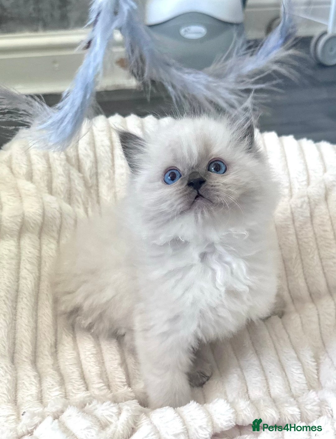 Ragdoll cats for sale: Blue Point Ragdoll Kittens!  - Advert 11