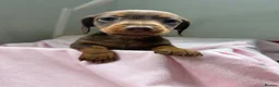 Dachshund dogs for sale:  Beautiful Miniature Dachshund Puppies 💖 - Advert 14
