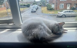 Ragdoll cats for sale: Blue Bicolour Ragdoll Queen - Image 6
