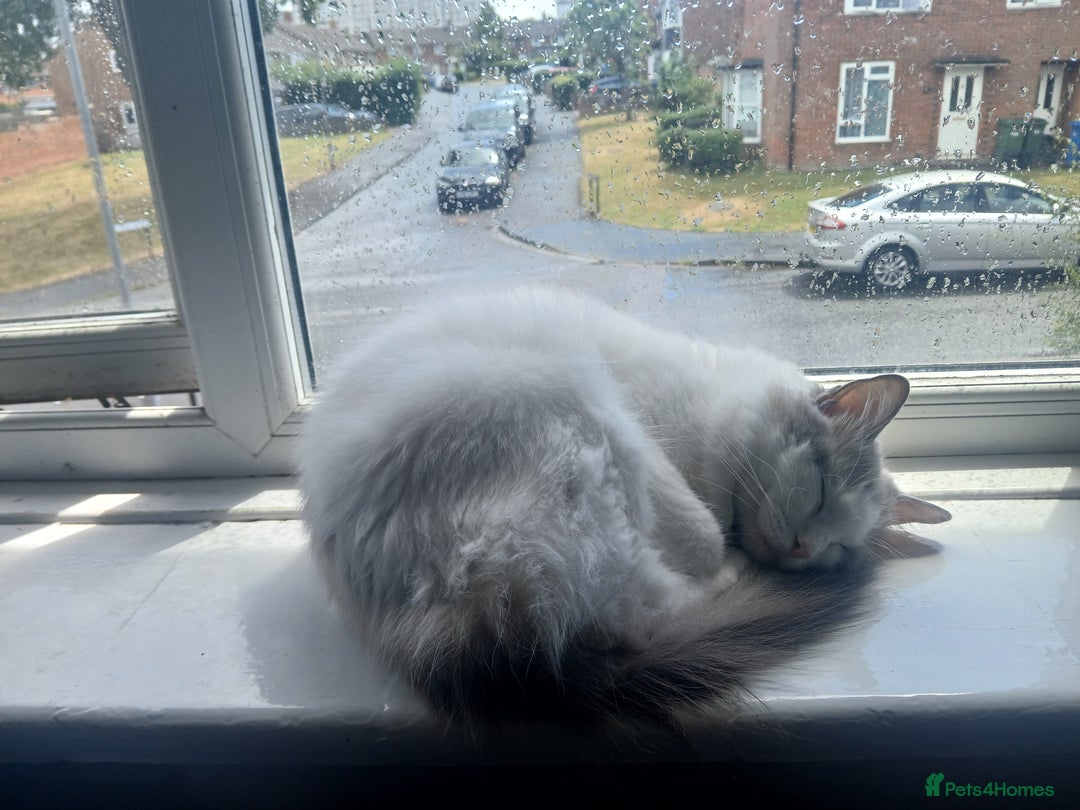 Ragdoll cats for sale: Blue Bicolour Ragdoll Queen - Image 6