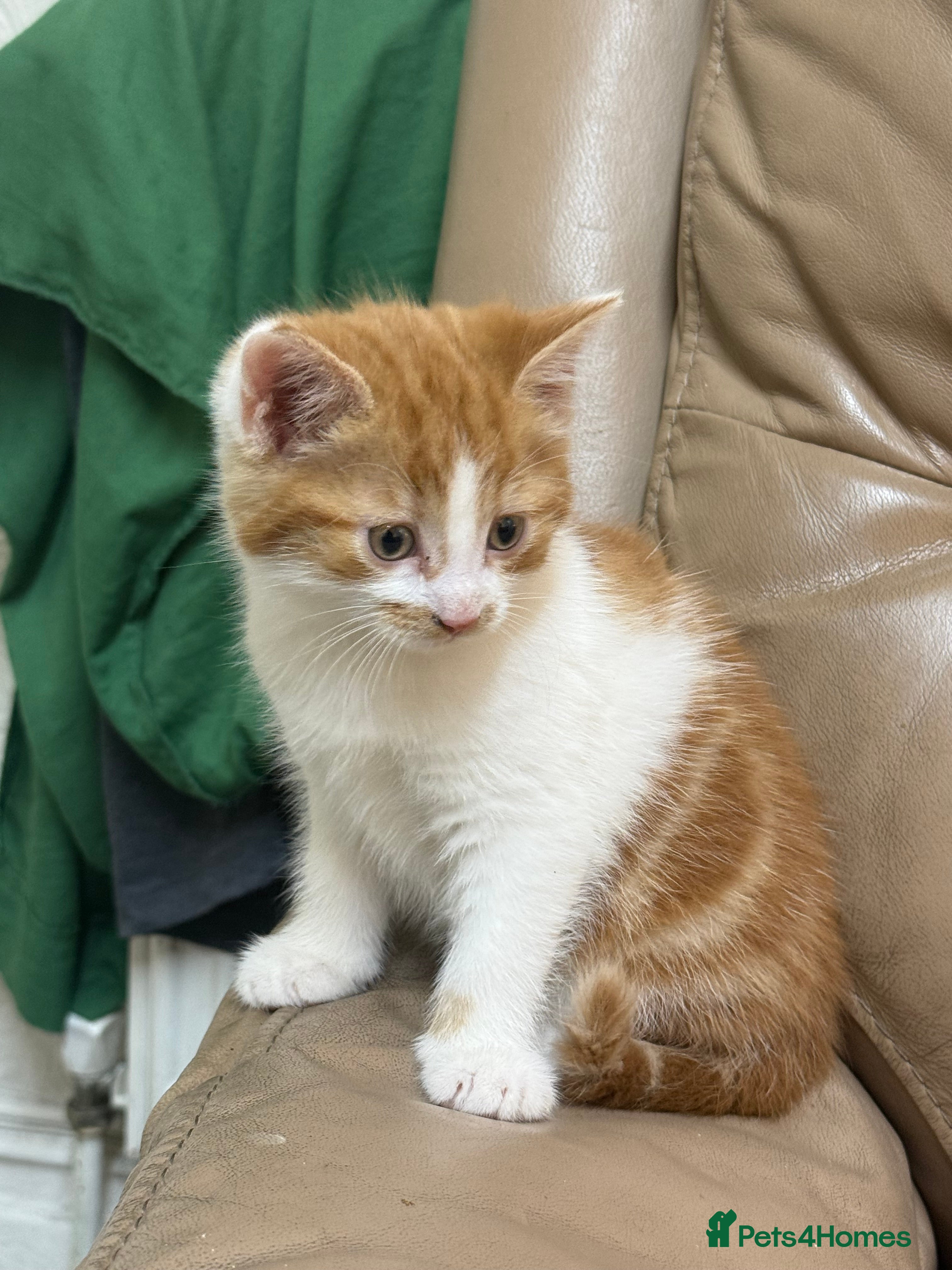 Mixed Breed cats Kittens for sale  - Advert 5