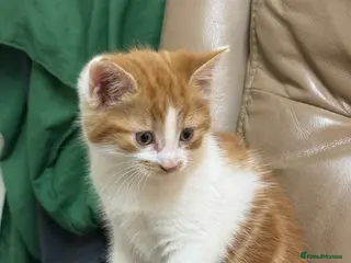 Mixed Breed cats Kittens for sale - Advert 5