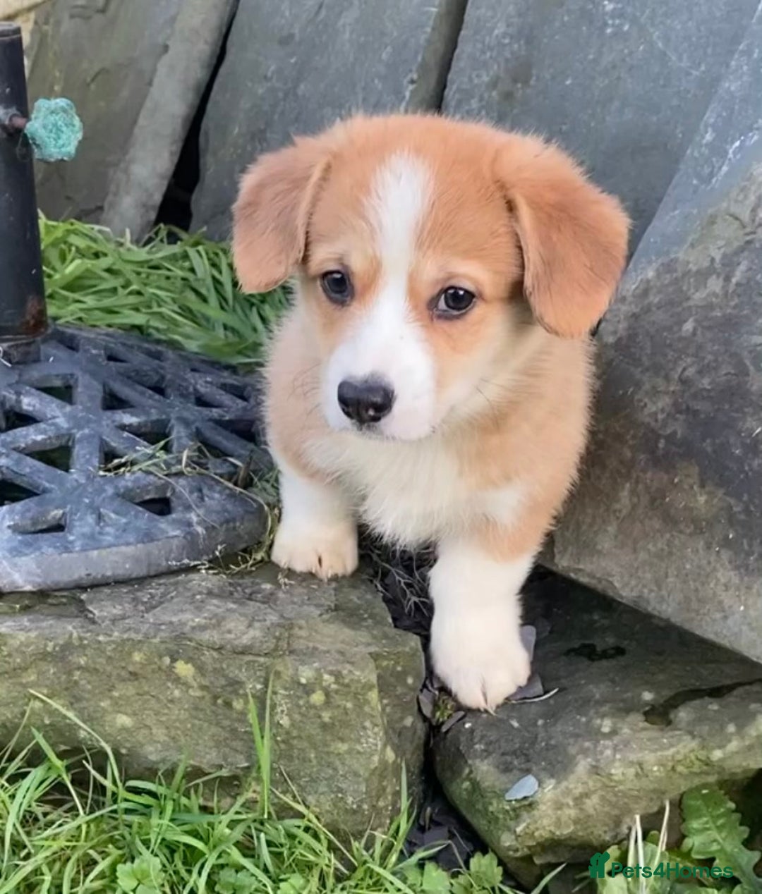 Welsh Corgi Pembroke dogs for sale: 5 KC Reg champ bloodlines & health tested parents - Advert 7